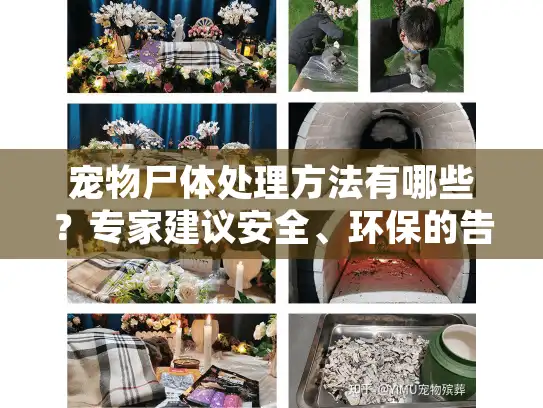 宠物尸体处理方法有哪些？专家建议安全、环保的告别方案