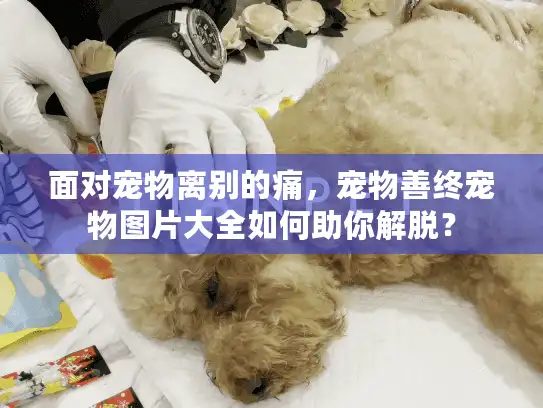 面对宠物离别的痛，宠物善终宠物图片大全如何助你解脱？