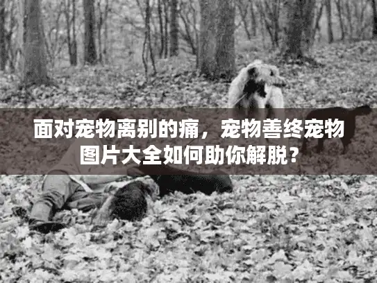 面对宠物离别的痛，宠物善终宠物图片大全如何助你解脱？