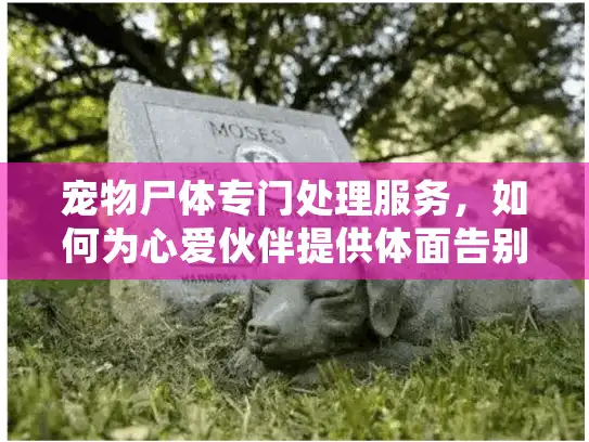 宠物尸体专门处理服务，如何为心爱伙伴提供体面告别？