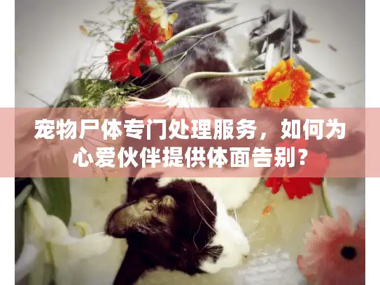 宠物尸体专门处理服务，如何为心爱伙伴提供体面告别？