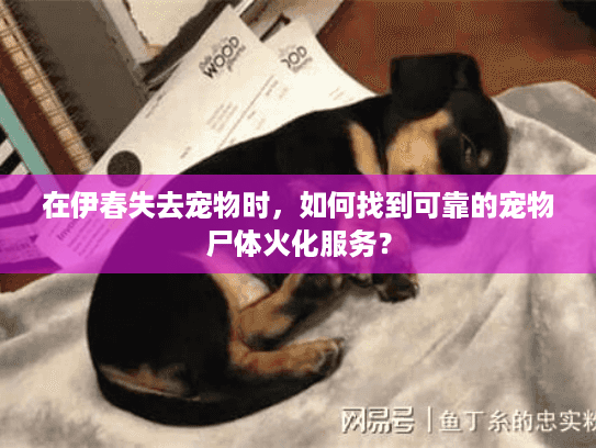 在伊春失去宠物时,如何找到可靠的宠物尸体火化服务? 在伊春失去宠物时,如何找到可靠的宠物尸体火化服务?