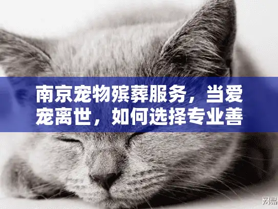 南京宠物殡葬服务，当爱宠离世，如何选择专业善终方案？