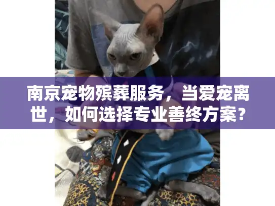 南京宠物殡葬服务，当爱宠离世，如何选择专业善终方案？