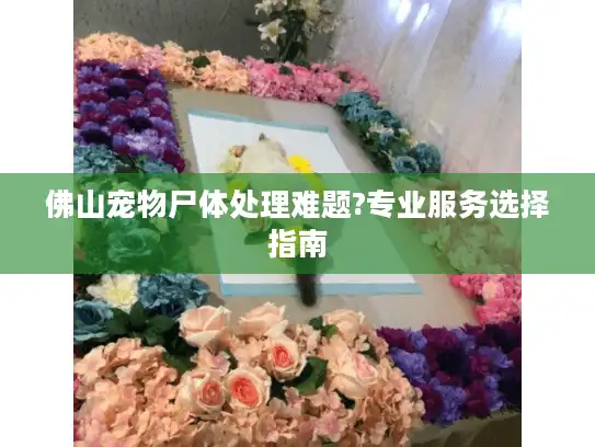 佛山宠物尸体处理难题?专业服务选择指南