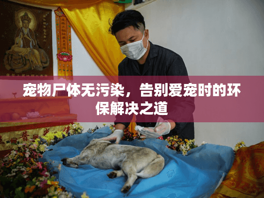 宠物尸体无污染，告别爱宠时的环保解决之道