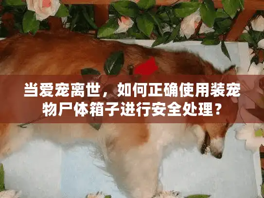 当爱宠离世，如何正确使用装宠物尸体箱子进行安全处理？