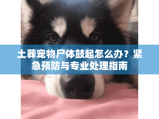 土葬宠物尸体鼓起怎么办？紧急预防与专业处理指南
