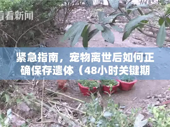 紧急指南,宠物离世后如何正确保存遗体(48小时关键期) 紧急指南,宠物离世后如何正确保存遗体(48小时关键期)