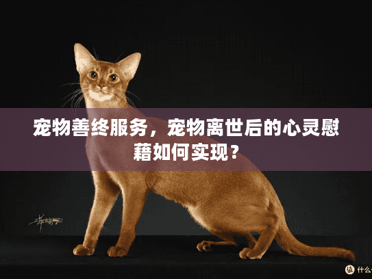 宠物善终服务，宠物离世后的心灵慰藉如何实现？