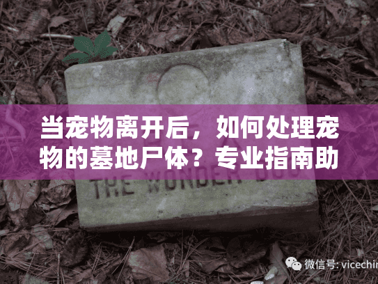 当宠物离开后，如何处理宠物的墓地尸体？专业指南助你安心告别