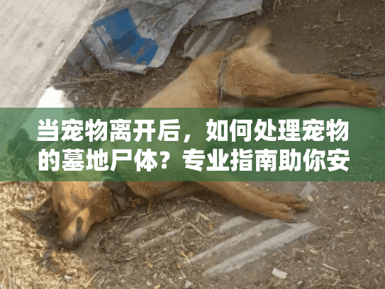 当宠物离开后，如何处理宠物的墓地尸体？专业指南助你安心告别