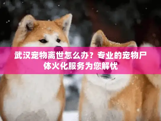 武汉宠物离世怎么办？专业的宠物尸体火化服务为您解忧