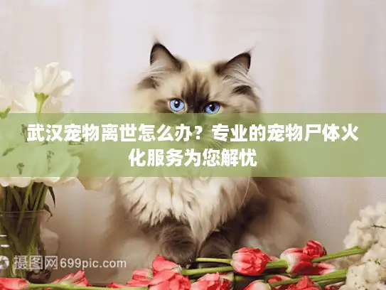 武汉宠物离世怎么办？专业的宠物尸体火化服务为您解忧