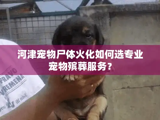 河津宠物尸体火化如何选专业宠物殡葬服务? 河津宠物尸体火化如何选专业宠物殡葬服务?