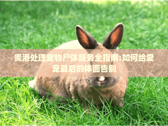 贵港处理宠物尸体服务全指南:如何给爱宠最后的体面告别