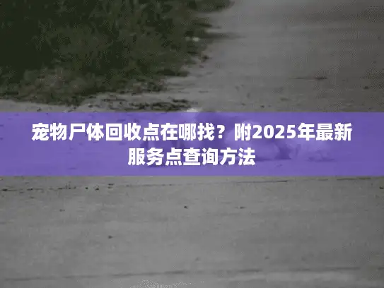 宠物尸体回收点在哪找？附2025年最新服务点查询方法