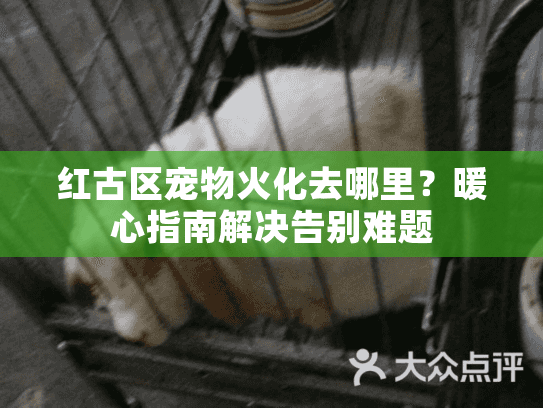 红古区宠物火化去哪里？暖心指南解决告别难题