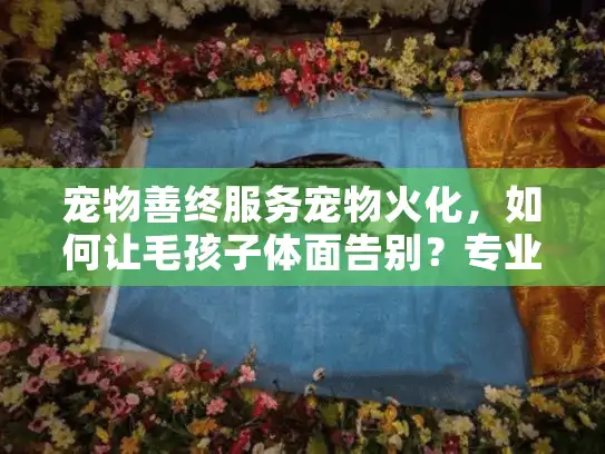 宠物善终服务宠物火化,如何让毛孩子体面告别?专业指南来了 宠物善终服务宠物火化,如何让毛孩子体面告别?专业指南来了