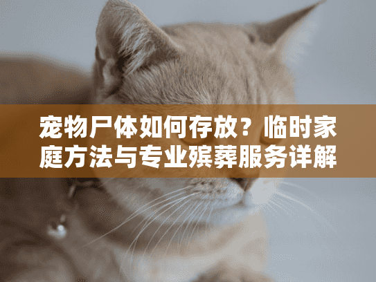 宠物尸体如何存放？临时家庭方法与专业殡葬服务详解