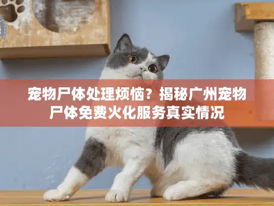 宠物尸体处理烦恼？揭秘广州宠物尸体免费火化服务真实情况
