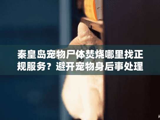 秦皇岛宠物尸体焚烧哪里找正规服务？避开宠物身后事处理的常见坑