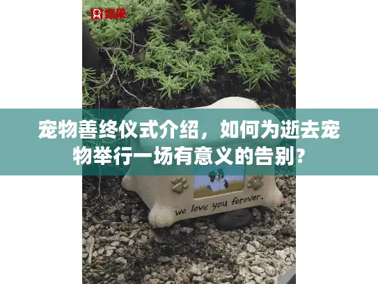 宠物善终仪式介绍，如何为逝去宠物举行一场有意义的告别？