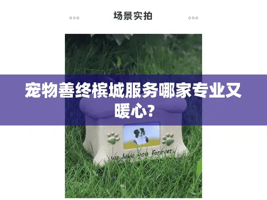 宠物善终槟城服务哪家专业又暖心? 宠物善终槟城服务哪家专业又暖心?