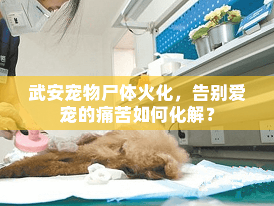 武安宠物尸体火化，告别爱宠的痛苦如何化解？