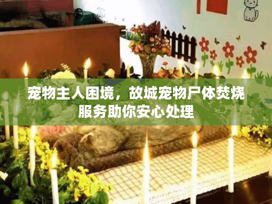 宠物主人困境，故城宠物尸体焚烧服务助你安心处理