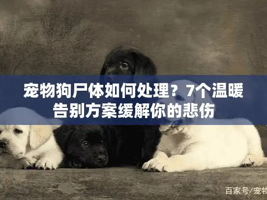 宠物狗尸体如何处理？7个温暖告别方案缓解你的悲伤