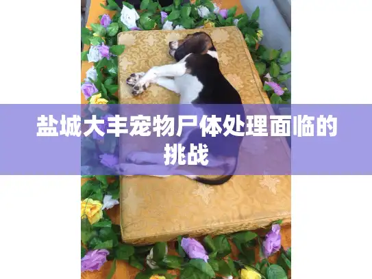 盐城大丰宠物尸体处理面临的挑战