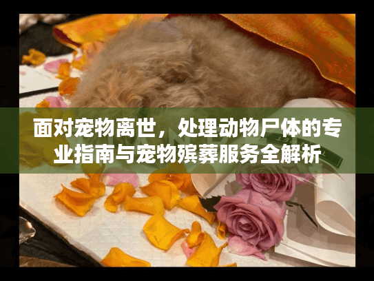 面对宠物离世，处理动物尸体的专业指南与宠物殡葬服务全解析