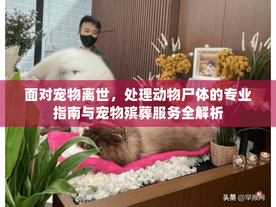 面对宠物离世，处理动物尸体的专业指南与宠物殡葬服务全解析