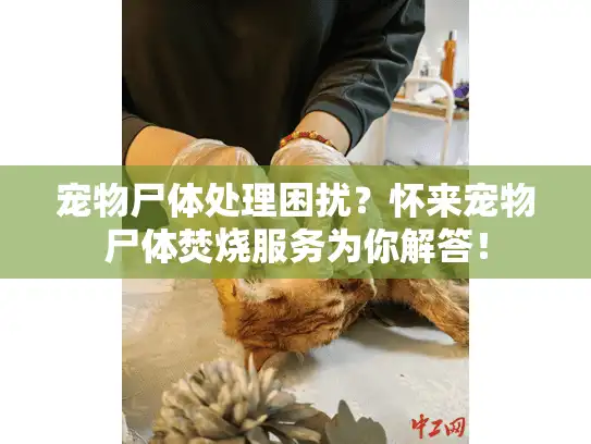 宠物尸体处理困扰？怀来宠物尸体焚烧服务为你解答！