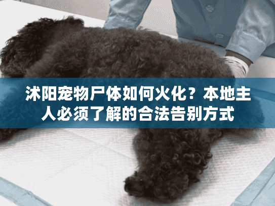 沭阳宠物尸体如何火化？本地主人必须了解的合法告别方式