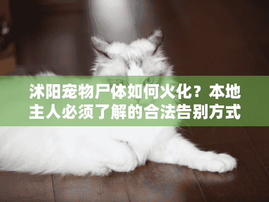 沭阳宠物尸体如何火化？本地主人必须了解的合法告别方式