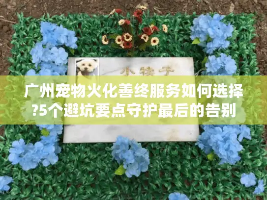 广州宠物火化善终服务如何选择?5个避坑要点守护最后的告别