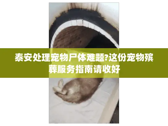 泰安处理宠物尸体难题?这份宠物殡葬服务指南请收好