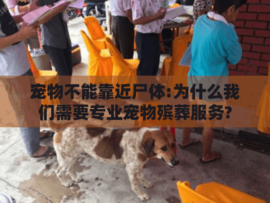 宠物不能靠近尸体:为什么我们需要专业宠物殡葬服务?