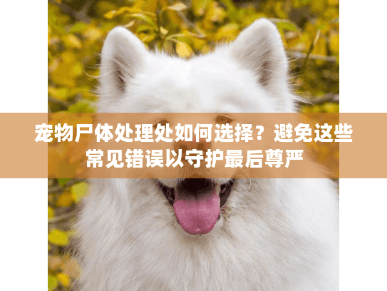 宠物尸体处理处如何选择?避免这些常见错误以守护最后尊严 宠物尸体处理处如何选择?避免这些常见错误以守护最后尊严
