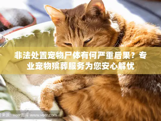 非法处置宠物尸体有何严重后果？专业宠物殡葬服务为您安心解忧