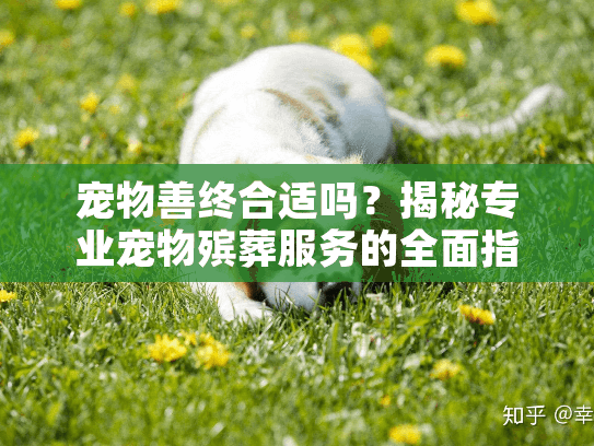 宠物善终合适吗?揭秘专业宠物殡葬服务的全面指南 宠物善终合适吗?揭秘专业宠物殡葬服务的全面指南