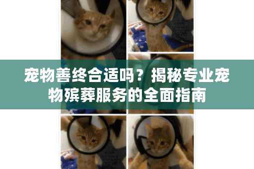 宠物善终合适吗?揭秘专业宠物殡葬服务的全面指南 宠物善终合适吗?揭秘专业宠物殡葬服务的全面指南