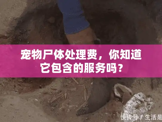 宠物尸体处理费,你知道它包含的服务吗? 宠物尸体处理费,你知道它包含的服务吗?