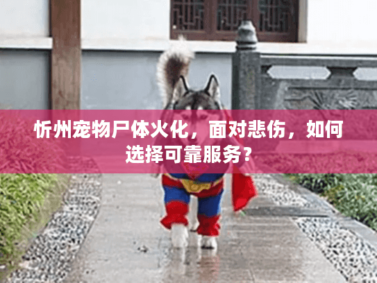 忻州宠物尸体火化,面对悲伤,如何选择可靠服务? 忻州宠物尸体火化,面对悲伤,如何选择可靠服务?