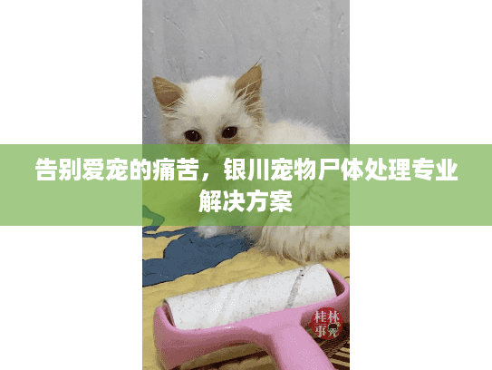 告别爱宠的痛苦，银川宠物尸体处理专业解决方案
