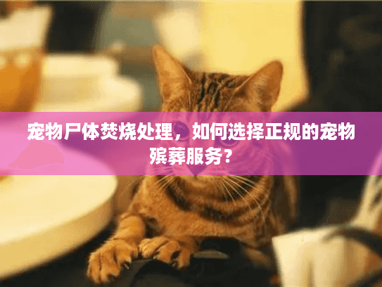 宠物尸体焚烧处理,如何选择正规的宠物殡葬服务? 宠物尸体焚烧处理,如何选择正规的宠物殡葬服务?