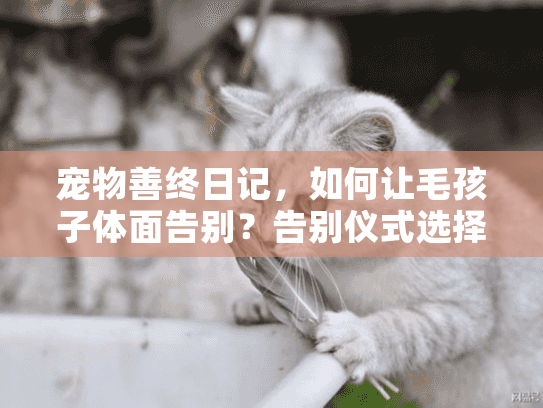 宠物善终日记,如何让毛孩子体面告别?告别仪式选择指南 宠物善终日记,如何让毛孩子体面告别?告别仪式选择指南
