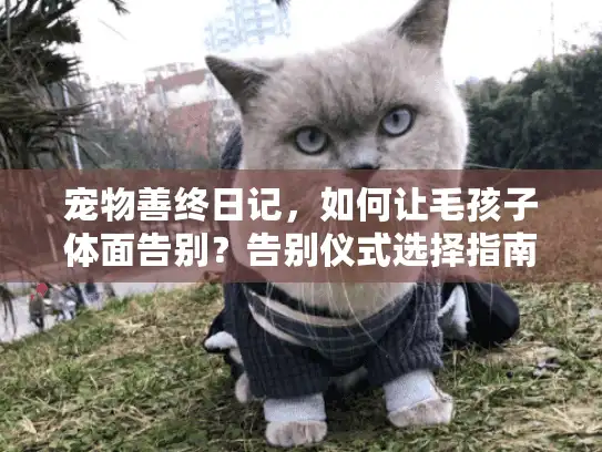 宠物善终日记,如何让毛孩子体面告别?告别仪式选择指南 宠物善终日记,如何让毛孩子体面告别?告别仪式选择指南